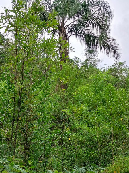 Terreno à venda Centro com 24200m² e 1 quarto por R$ 54.000 - 2043890837-st11.jpg
