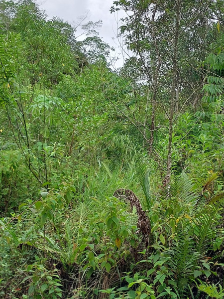 Terreno à venda Centro com 24200m² e 1 quarto por R$ 54.000 - 455694420-st8.jpg