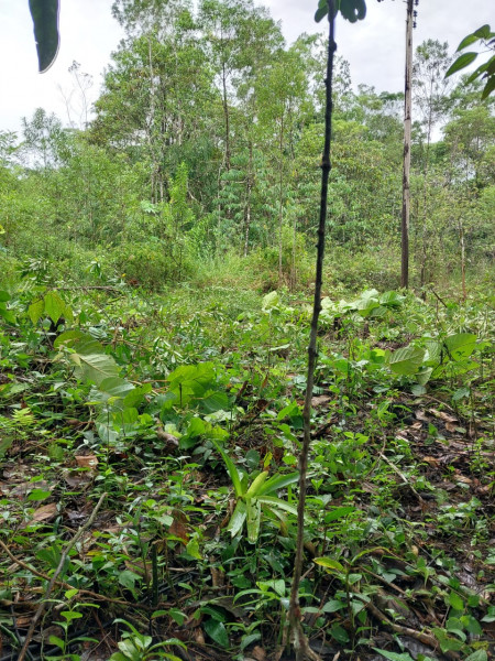 Terreno à venda Centro com 24200m² e 1 quarto por R$ 54.000 - 695661151-st16.jpg