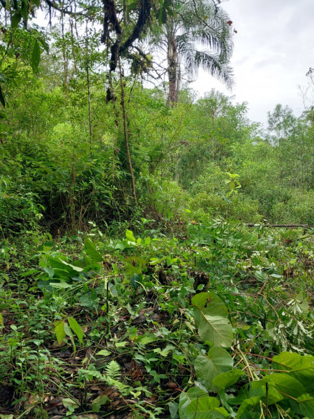 Terreno à venda Centro com 24200m² e 1 quarto por R$ 54.000 - 88688412-st2.jpg