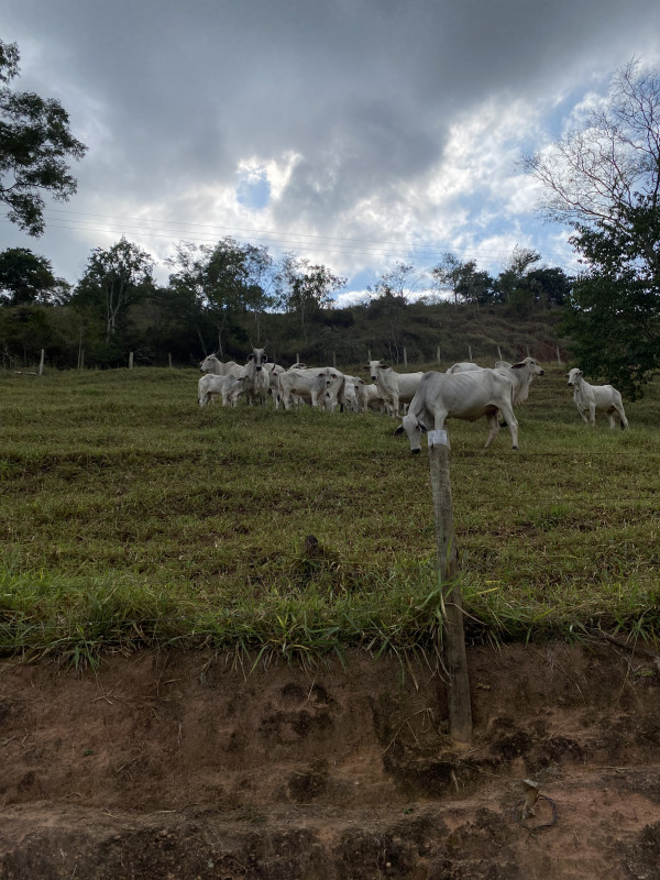 Fazenda à venda Centro com 432000m² e 6 quartos por R$ 6.500.000 - 487102193-a3dc8d84-09a1-4cf7-b3cd-bda9b105c33a.jpeg
