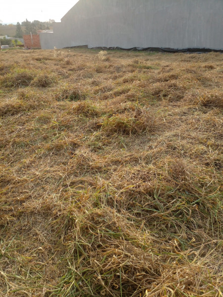 Terreno à venda Nova Suiça com 1000m² e 1 quarto por R$ 170.000 - 706298085-img-20230823-wa0018.jpg
