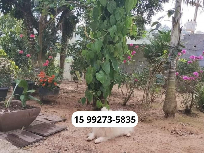 Chácara à venda Centro com 1200m² e 4 quartos por R$ 360.000 - 1451067357-11.jpg