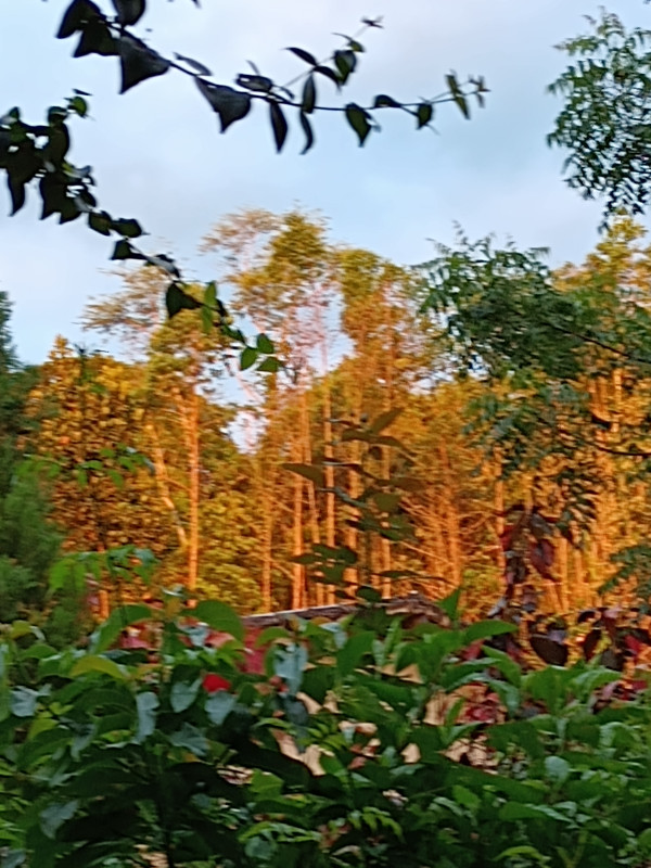 Chácara à venda Agrobrasil Papucaia Cachoeiras de Macacu RJ  com 110m² e 2 quartos por R$ 480.000 - 1691594239-inbound8591436071807936858.jpg