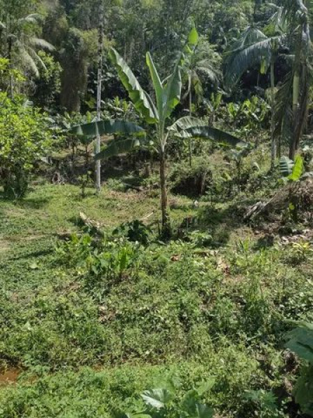 Sítio à venda Centro com 24000m² e 3 quartos por R$ 350.000 - 1623322194-img-4064.jpeg