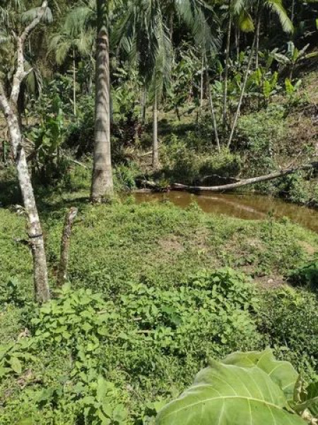 Sítio à venda Centro com 24000m² e 3 quartos por R$ 350.000 - 868467104-img-4055.jpeg