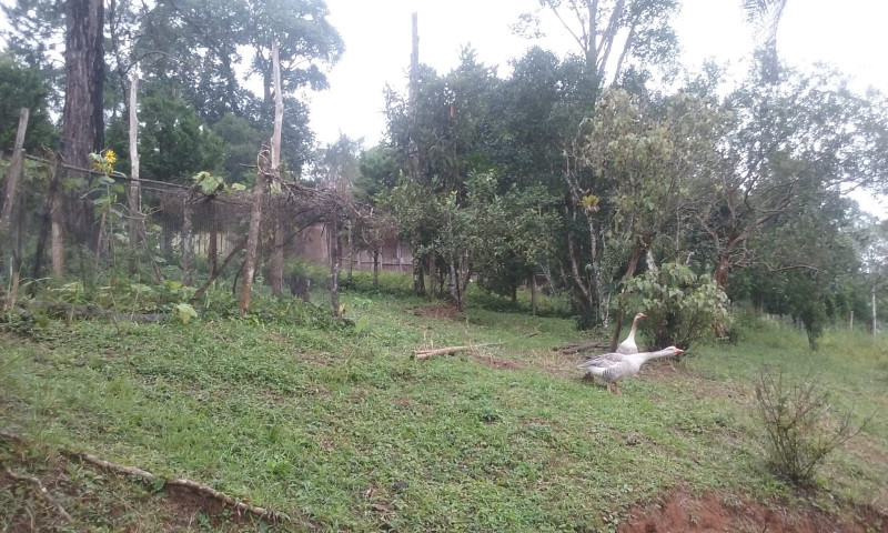 Sítio à venda Engenheiro Marsilac com 90000m² e 2 quartos por R$ 690.000 - 2111870875-photo-2023-10-10-19-46-37.jpg