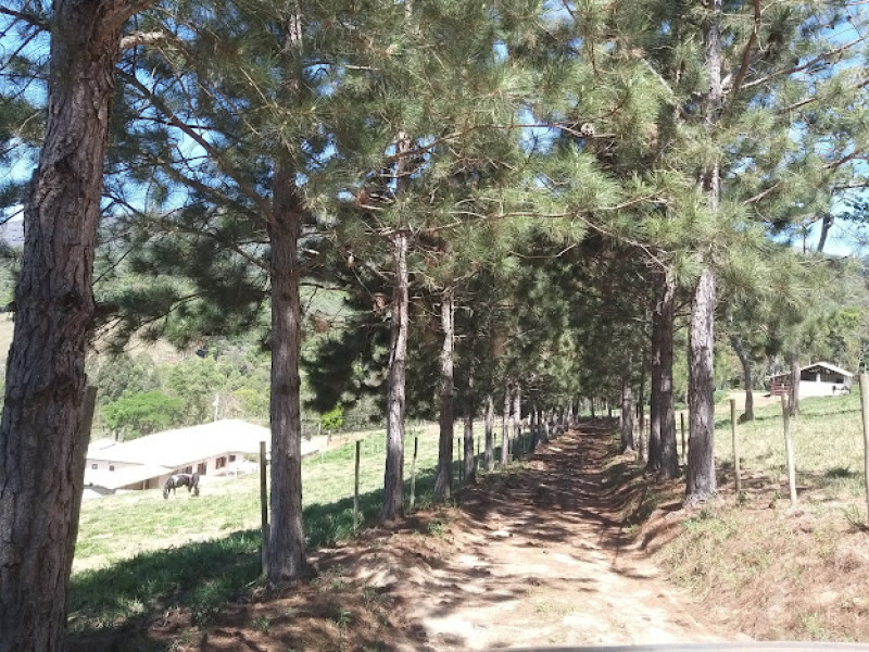 Sítio à venda Centro com 55000m² e 4 quartos por R$ 2.500.000 - 223060654-img-7752.jpeg