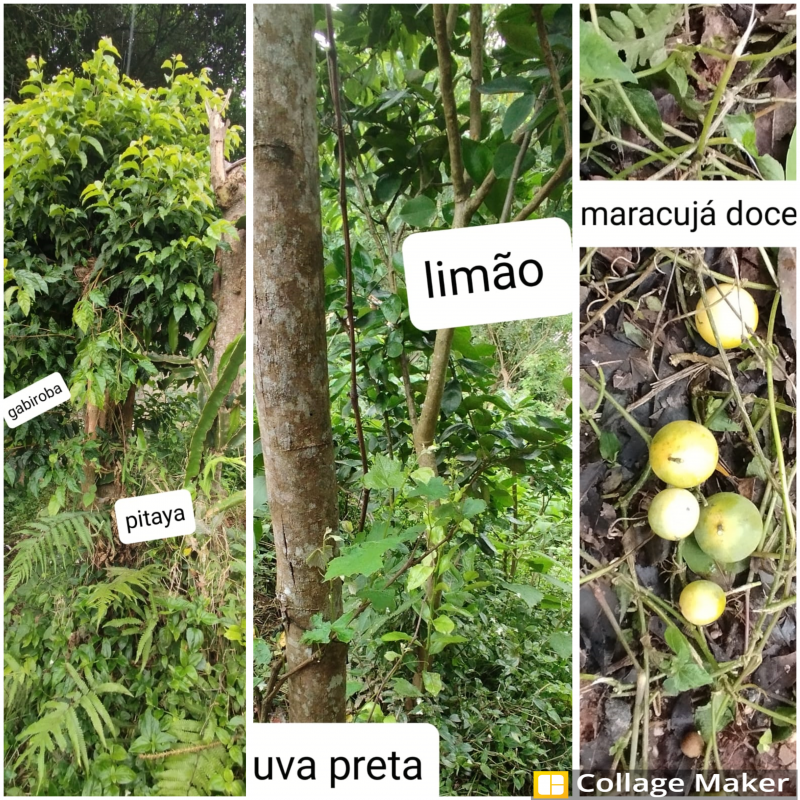 Casa à venda Barreirinha com 420m² e 2 quartos por R$ 480.000 - 1477475762-maracuja.png