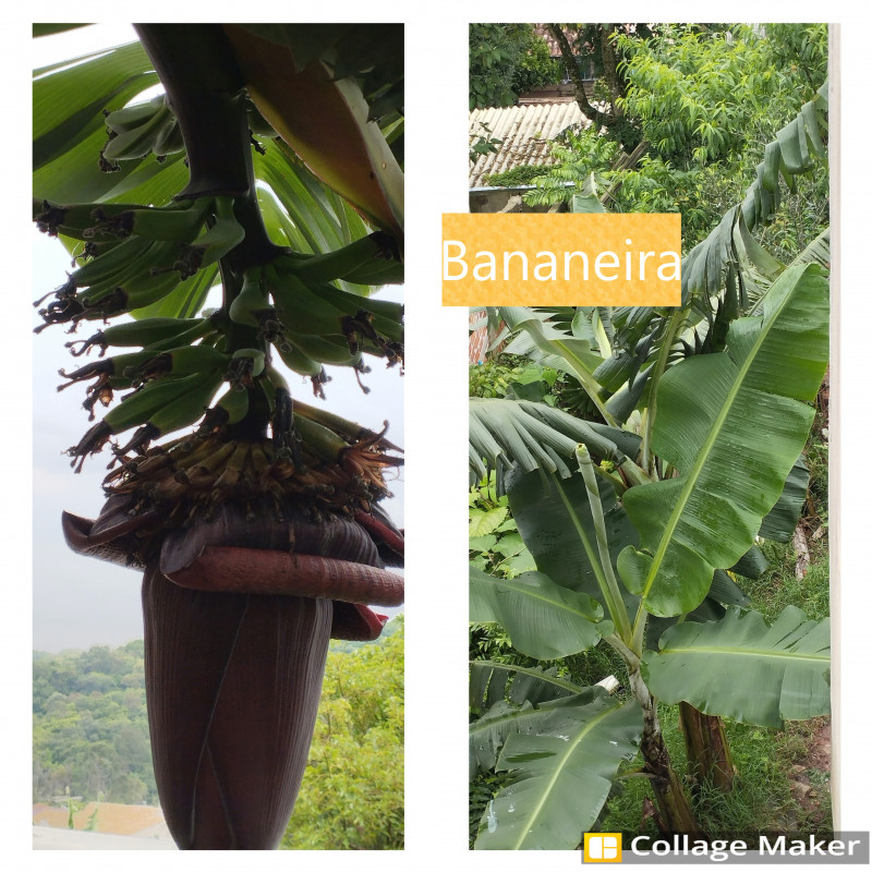 Casa à venda Barreirinha com 420m² e 2 quartos por R$ 480.000 - 2146708111-bananeira.jpg