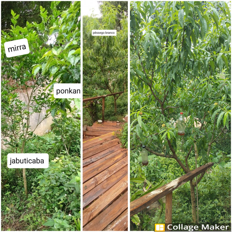 Casa à venda Barreirinha com 420m² e 2 quartos por R$ 480.000 - 261691460-mirra-pessego.jpg