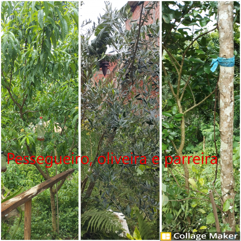 Casa à venda Barreirinha com 420m² e 2 quartos por R$ 480.000 - 336522214-pessegueiro-pitaya-e-uva.png