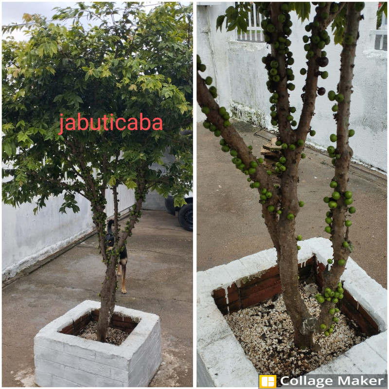 Casa à venda Barreirinha com 420m² e 2 quartos por R$ 480.000 - 523608339-jabuticaba.jpg