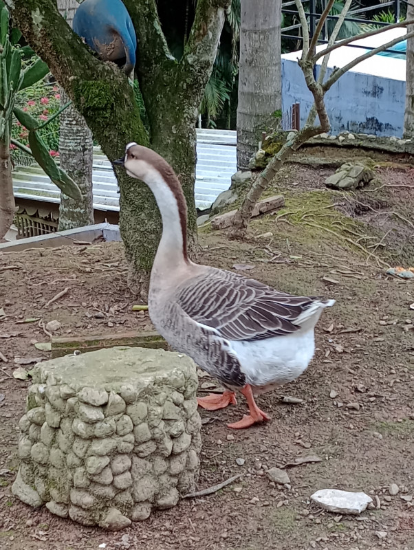 Chácara à venda Progresso com 315m² e 5 quartos por R$ 660.000 - 453261745-img-20220821-091011787.jpg