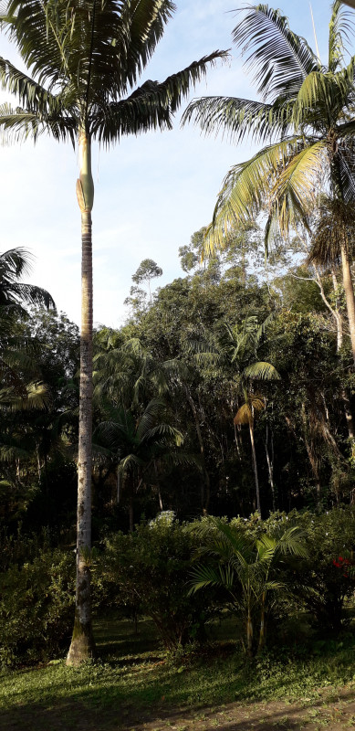 imóvel com 2500m² - Bairro do Borges - Juquitiba