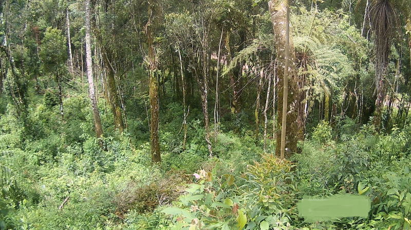 Terreno à venda Parque Imbiry com 1800m² e 1 quarto por R$ 320.000 - 1112467952-campos1.png