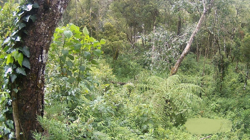 Terreno à venda Parque Imbiry com 1800m² e 1 quarto por R$ 320.000 - 2018036999-campos2.jpg