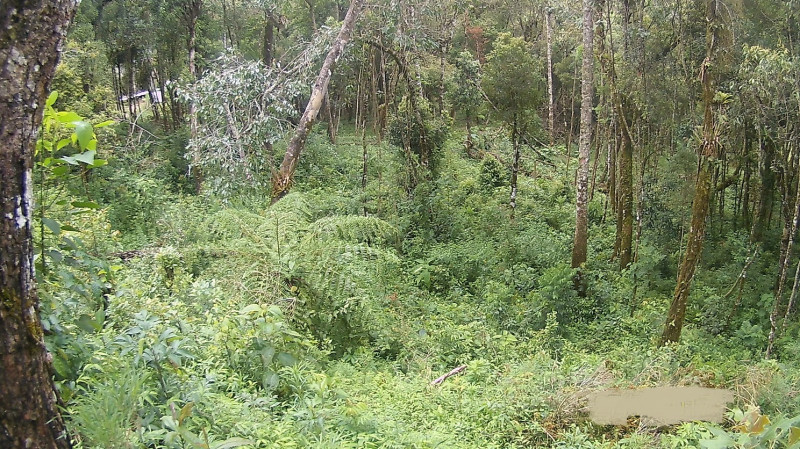Terreno à venda Parque Imbiry com 1800m² e 1 quarto por R$ 320.000 - 323846800-campos8.jpg