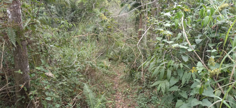 Terreno à venda Centro com 4000m² e 1 quarto por R$ 300.000 - 1482256607-whatsapp-image-2023-12-04-at-14.jpeg