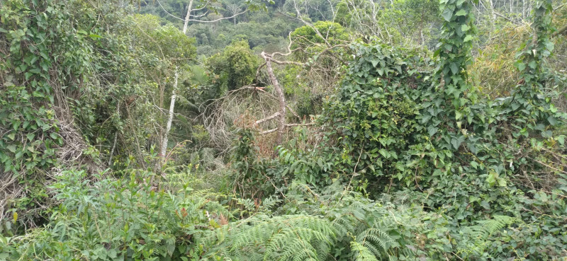 Terreno à venda Centro com 4000m² e 1 quarto por R$ 300.000 - 1538714437-whatsapp-image-2023-12-04-at-14.jpeg