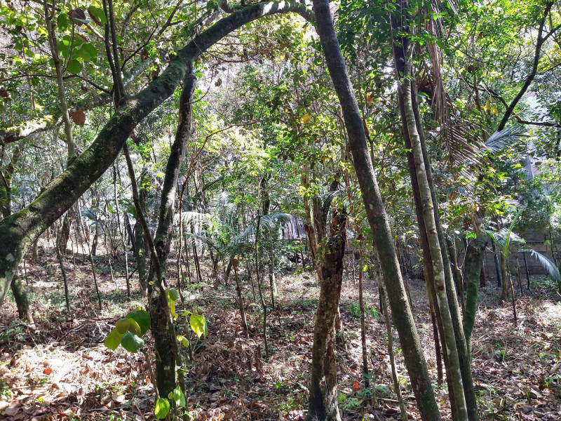 Terreno à venda Parque Rincão com 4752m² e 1 quarto por R$ 1.500.000 - 2064683699-19.jpg