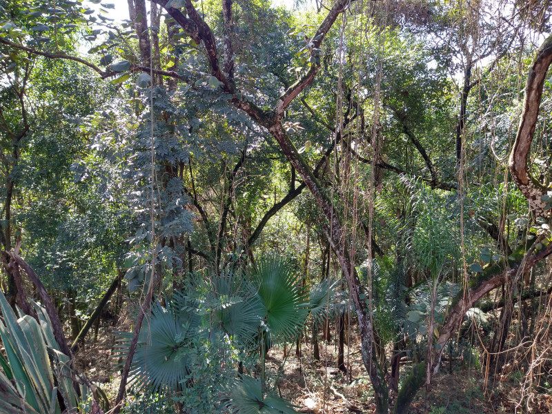 Terreno à venda Parque Rincão com 4752m² e 1 quarto por R$ 1.500.000 - 264247861-6.jpg