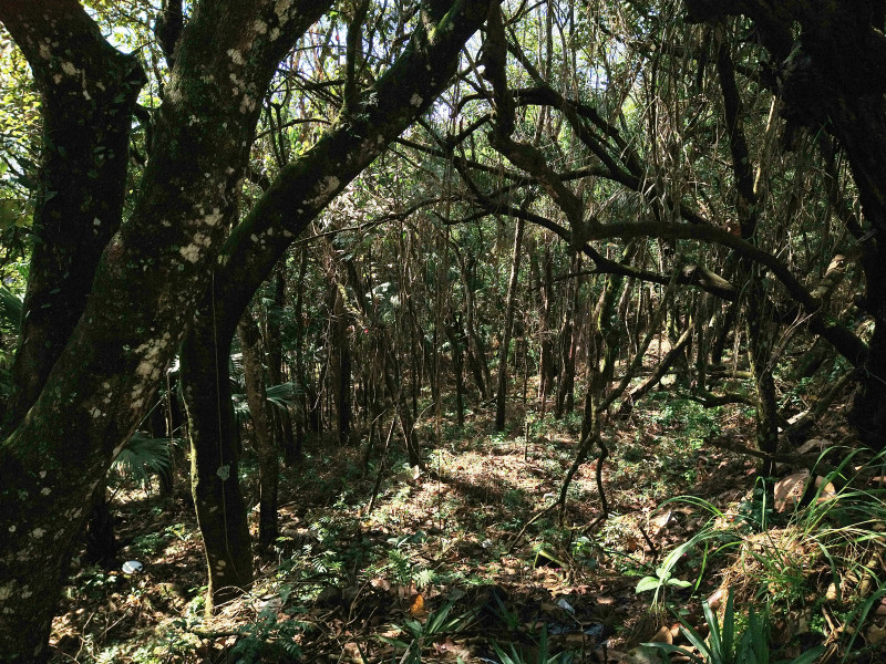 Terreno à venda Parque Rincão com 4752m² e 1 quarto por R$ 1.500.000 - 667310188-13.jpg