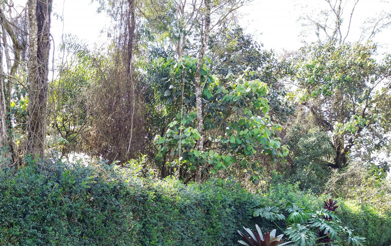 Terreno à venda Parque Rincão com 4752m² e 1 quarto por R$ 1.500.000 - 797690771-11.jpg