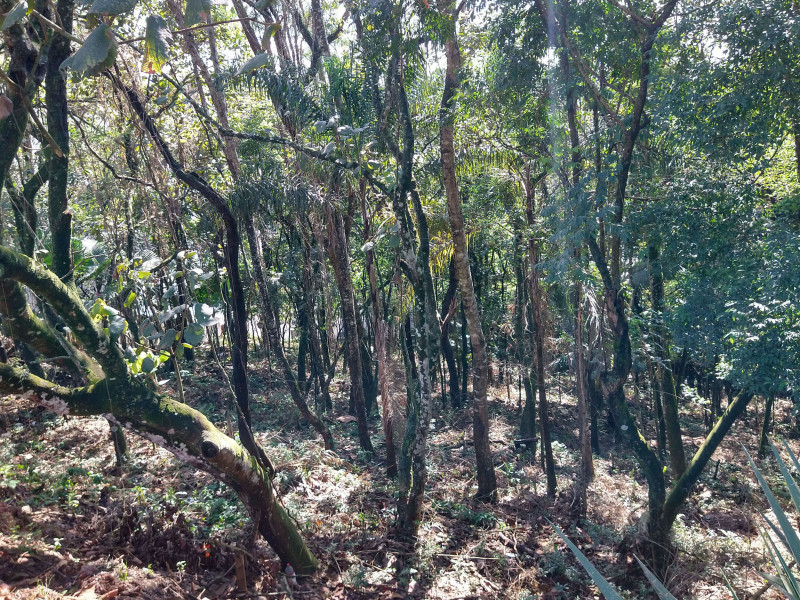 Terreno à venda Parque Rincão com 4752m² e 1 quarto por R$ 1.500.000 - 92400582-5.jpg