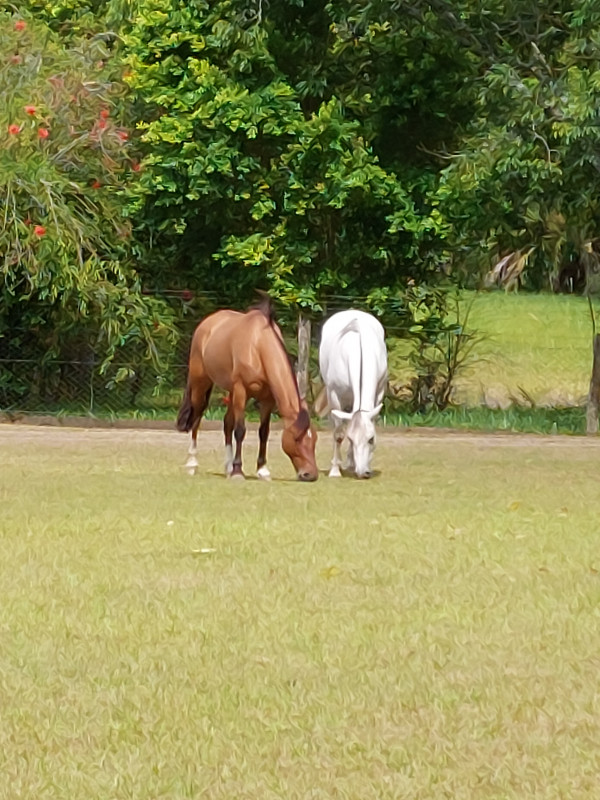 Chácara à venda Lomba Grande com 250m² e 3 quartos por R$ 1.100.000 - 1773089379-20221225-153603.jpg