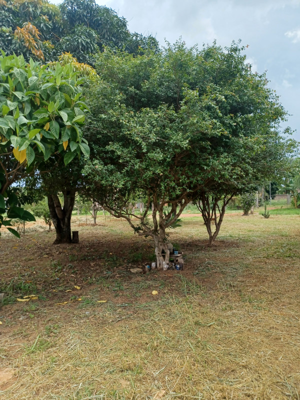 imóvel com 7200m² - Ceilândia Norte - Brasília