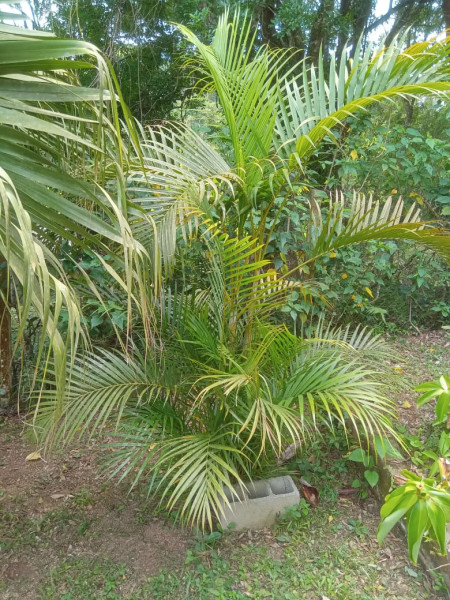 Chácara à venda centro com 101m² e 1 quarto por R$ 330.000 - 1299136024-22.jpg