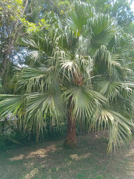 Chácara à venda centro com 101m² e 1 quarto por R$ 330.000 - 1460705795-18.jpg