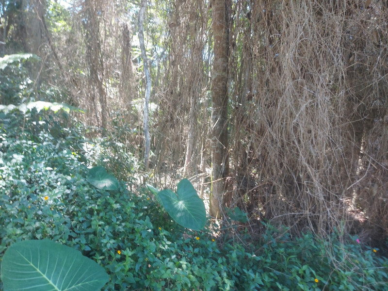 Terreno à venda Vl. Moraes com 20000m² e 1 quarto por R$ 280.000 - 467554289-20231202-123714-alt.jpg