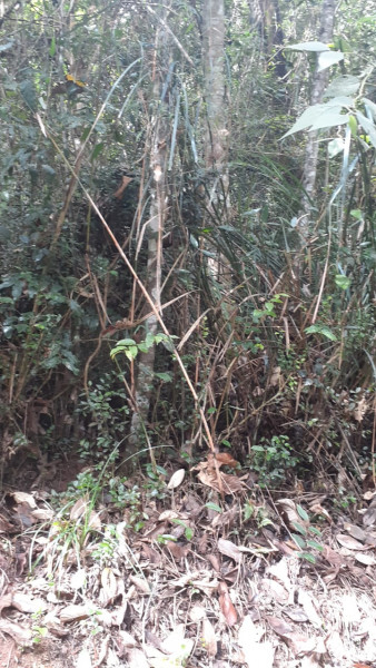 Terreno à venda Centro com 10000m² e 1 quarto por R$ 150.000 - 1241789509-img-9416.jpeg