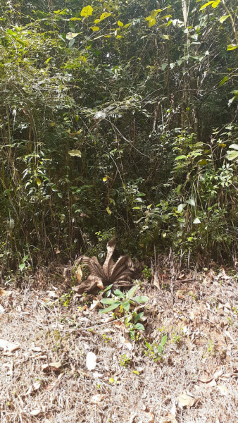 Terreno à venda Centro com 10000m² e 1 quarto por R$ 150.000 - 1386606085-img-9415.jpeg