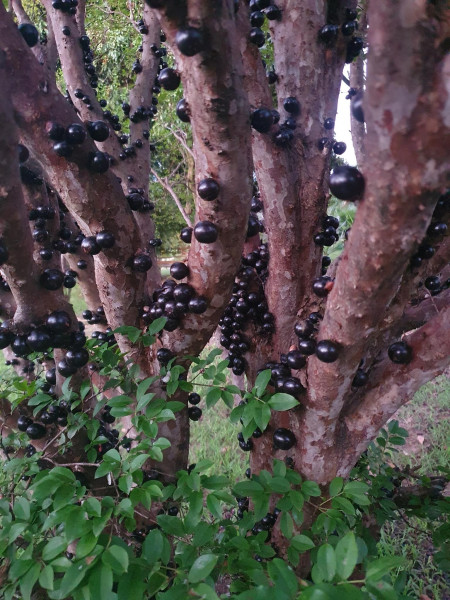 Chácara à venda Bairro dos Pires com 2500m² e 3 quartos por R$ 550.000 - 1186701750-20231009-181758.jpg