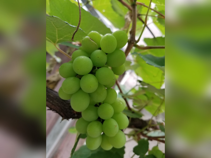 Casa à venda Vila Floresta com 202m² e 3 quartos por R$ 850.000 - 43.jpeg