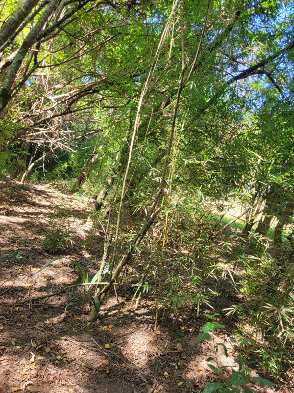 Chácara à venda caxambu com 4700m² e 3 quartos por R$ 2.190.000 - 1119058680-inbound6707352732157444963.jpg