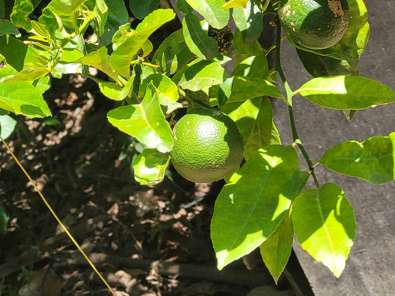 Chácara à venda caxambu com 4700m² e 3 quartos por R$ 2.190.000 - 1895292506-inbound774686290243898509.jpg