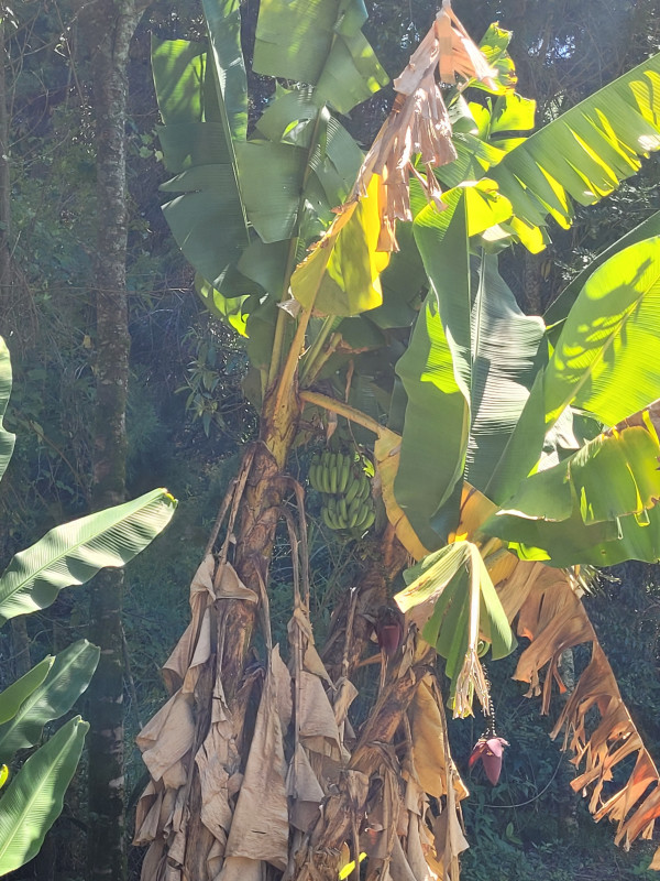 Chácara à venda caxambu com 4700m² e 3 quartos por R$ 2.190.000 - 735517013-inbound1474425877453748735.jpg