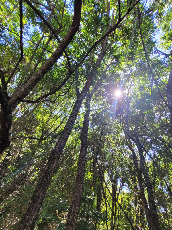 Chácara à venda caxambu com 4700m² e 3 quartos por R$ 2.190.000 - 890568822-inbound866608674600961310.jpg