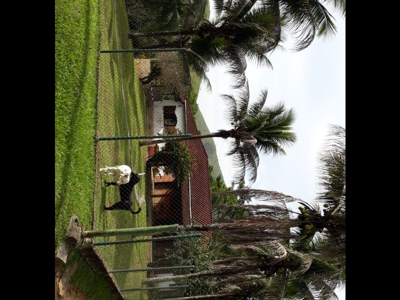 Sítio à venda Centro com 22000m² e 3 quartos por R$ 1.400.000 - 1774938264-img-20240105-wa0111.jpg