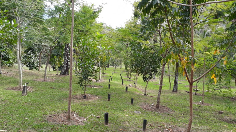 Sítio à venda Centro com 22000m² e 3 quartos por R$ 1.400.000 - 1853917572-inbound6927013427417417265.jpg