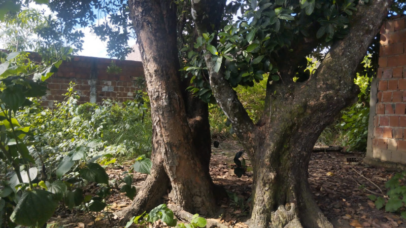 Terreno à venda Tabajara com 360m² e 1 quarto por R$ 85.000 - 1531784657-terreno-5.png