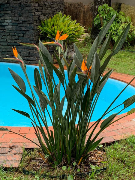 Casa à venda Bal Tres Marias com 390m² e 4 quartos por R$ 650.000 - 1625416397-flores-llll.jpeg