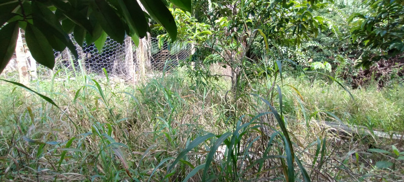 Chácara à venda Centro com 5000m² e 3 quartos por R$ 700.000 - 1085877937-img-20240120-151031456.jpg