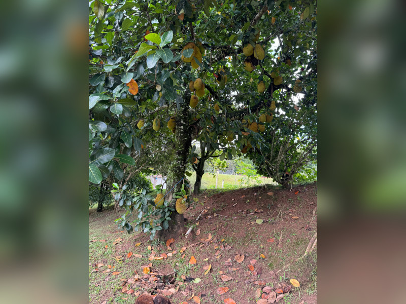 Chácara à venda Soares com 12000m² e 3 quartos por R$ 1.400.000 - img-20240121-wa0203.jpg