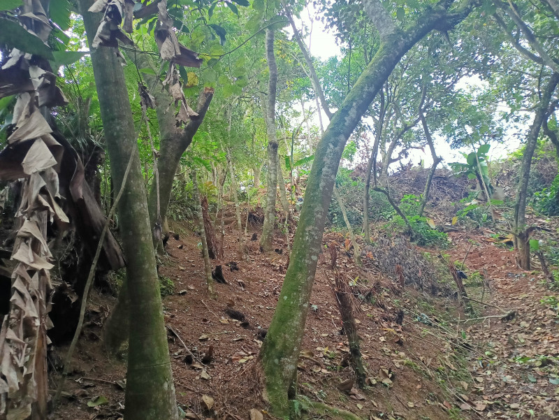 Terreno à venda Chácaras Ceres com 1045m² e 1 quarto por R$ 160 - 1259141470-img20230530162216.jpg