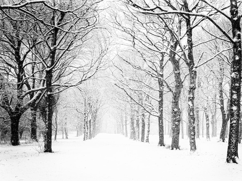 Apartamento para alugar Jardim Botânico com 87m² e 2 quartos por R$ 0 - snowing.jpeg
